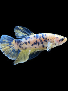 GIANT Male Halfmoon Plakat - Yellow Galaxy #2027 - Live Betta Fish