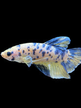 Load image into Gallery viewer, GIANT Male Halfmoon Plakat - Yellow Galaxy #2027 - Live Betta Fish
