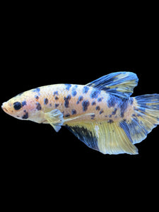 GIANT Male Halfmoon Plakat - Yellow Galaxy #2027 - Live Betta Fish