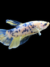 Load image into Gallery viewer, GIANT Male Halfmoon Plakat - Yellow Galaxy #2027 - Live Betta Fish
