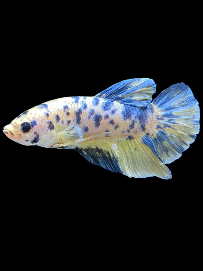 GIANT Male Halfmoon Plakat - Yellow Galaxy #2027 - Live Betta Fish