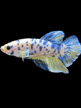 Load image into Gallery viewer, GIANT Male Halfmoon Plakat - Yellow Galaxy #2027 - Live Betta Fish
