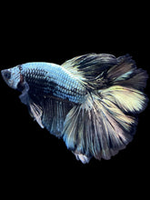 Load image into Gallery viewer, Male Rosetail - Copper #2028 - Live Betta Fish
