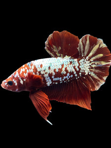 Male Halfmoon Plakat - Red Gold Glitter #2029 - Live Betta Fish