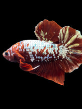 Load image into Gallery viewer, Male Halfmoon Plakat - Red Gold Glitter #2029 - Live Betta Fish
