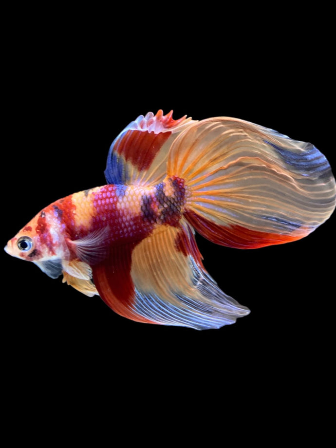 Male Veiltail - Multicolor #2030 - Live Betta Fish