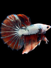 Load image into Gallery viewer, Male Halfmoon - Snow Red Tail #2031 - Live Betta Fish
