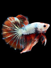 Load image into Gallery viewer, Male Halfmoon - Snow Red Tail #2031 - Live Betta Fish
