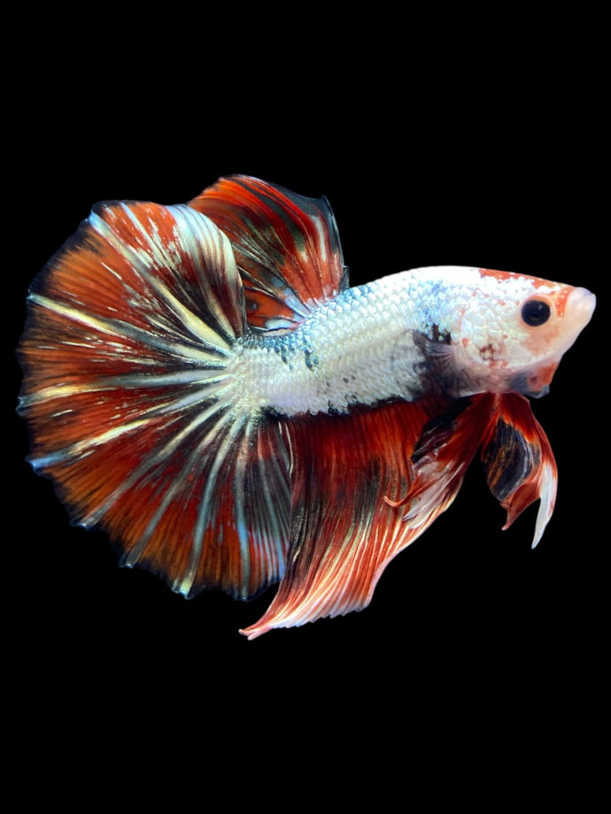 Male Halfmoon - Snow Red Tail #2031 - Live Betta Fish