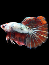 Load image into Gallery viewer, Male Halfmoon - Snow Red Tail #2031 - Live Betta Fish
