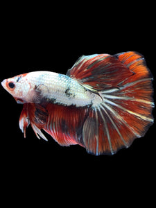 Male Halfmoon - Snow Red Tail #2031 - Live Betta Fish