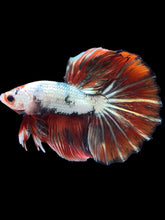 Load image into Gallery viewer, Male Halfmoon - Snow Red Tail #2031 - Live Betta Fish

