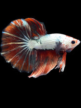 Load image into Gallery viewer, Male Halfmoon - Snow Red Tail #2031 - Live Betta Fish
