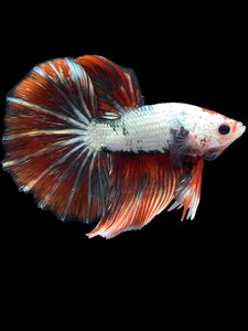 Male Halfmoon - Snow Red Tail #2031 - Live Betta Fish