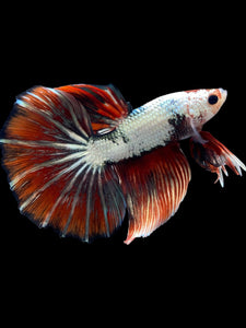 Male Halfmoon - Snow Red Tail #2031 - Live Betta Fish