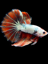 Load image into Gallery viewer, Male Halfmoon - Snow Red Tail #2031 - Live Betta Fish

