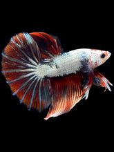 Load image into Gallery viewer, Male Halfmoon - Snow Red Tail #2031 - Live Betta Fish
