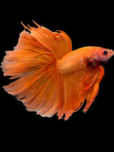 Load image into Gallery viewer, Male Halfmoon - Orange #2032 - Live Betta Fish (XL TAIL)
