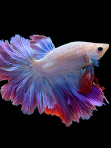 Male Feather Tail - Purple #2032 - Live Betta Fish