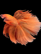 Load image into Gallery viewer, Male Halfmoon - Orange #2032 - Live Betta Fish (XL TAIL)
