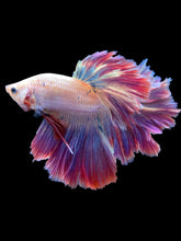 Load image into Gallery viewer, Male Feather Tail - Purple #2032 - Live Betta Fish
