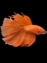 Load image into Gallery viewer, Male Halfmoon - Orange #2032 - Live Betta Fish (XL TAIL)
