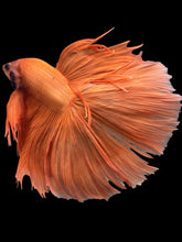 Load image into Gallery viewer, Male Halfmoon - Orange #2032 - Live Betta Fish (XL TAIL)
