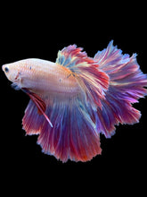 Load image into Gallery viewer, Male Feather Tail - Purple #2032 - Live Betta Fish
