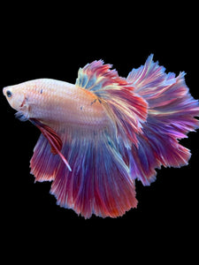 Male Feather Tail - Purple #2032 - Live Betta Fish