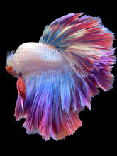 Load image into Gallery viewer, Male Feather Tail - Purple #2032 - Live Betta Fish
