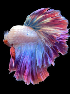 Male Feather Tail - Purple #2032 - Live Betta Fish
