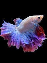 Load image into Gallery viewer, Male Feather Tail - Purple #2032 - Live Betta Fish
