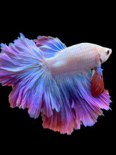 Load image into Gallery viewer, Male Feather Tail - Purple #2032 - Live Betta Fish
