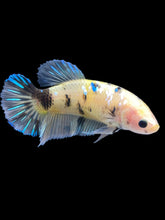 Load image into Gallery viewer, GIANT Female Halfmoon - Yellow Galaxy #2033 Live Betta Fish
