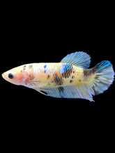 Load image into Gallery viewer, GIANT Female Halfmoon - Yellow Galaxy #2033 Live Betta Fish
