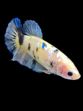 Load image into Gallery viewer, GIANT Female Halfmoon - Yellow Galaxy #2033 Live Betta Fish
