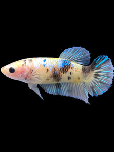 GIANT Female Halfmoon - Yellow Galaxy #2033 Live Betta Fish