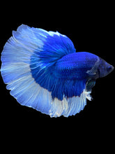 Load image into Gallery viewer, Male Halfmoon - Blue Butterfly #2034 - Live Betta Fish
