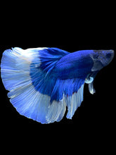 Load image into Gallery viewer, Male Halfmoon - Blue Butterfly #2034 - Live Betta Fish
