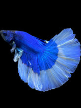 Load image into Gallery viewer, Male Halfmoon - Blue Butterfly #2034 - Live Betta Fish
