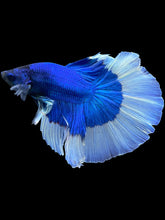 Load image into Gallery viewer, Male Halfmoon - Blue Butterfly #2034 - Live Betta Fish
