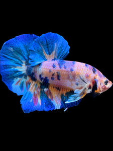 Male Halfmoon Plakat - Multicolor #2035 - Live Betta Fish