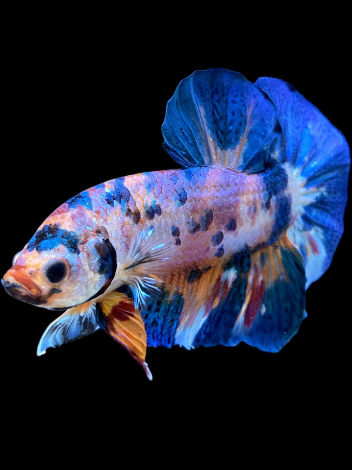 Male Halfmoon Plakat - Multicolor #2035 - Live Betta Fish
