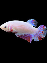 Load image into Gallery viewer, GIANT Female Halfmoon Plakat - Purple #2036 Live Betta Fish
