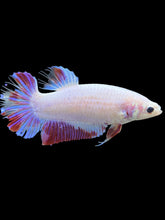 Load image into Gallery viewer, GIANT Female Halfmoon Plakat - Purple #2036 Live Betta Fish

