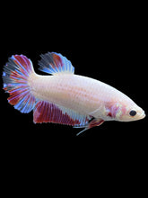Load image into Gallery viewer, GIANT Female Halfmoon Plakat - Purple #2036 Live Betta Fish
