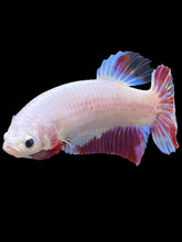 Load image into Gallery viewer, GIANT Female Halfmoon Plakat - Purple #2036 Live Betta Fish
