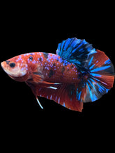 Load image into Gallery viewer, GIANT Male Halfmoon Plakat - Red Galaxy #2037 - Live Betta Fish
