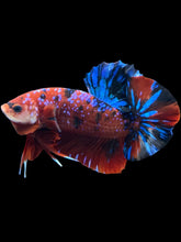 Load image into Gallery viewer, GIANT Male Halfmoon Plakat - Red Galaxy #2037 - Live Betta Fish
