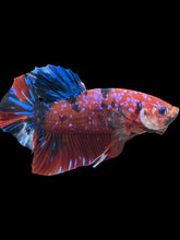 Load image into Gallery viewer, GIANT Male Halfmoon Plakat - Red Galaxy #2037 - Live Betta Fish
